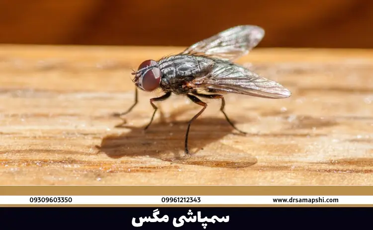 سمپاشی مگس