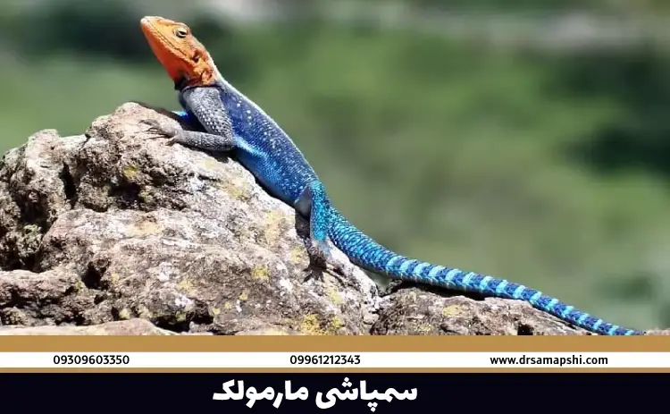 سمپاشی مارمولک