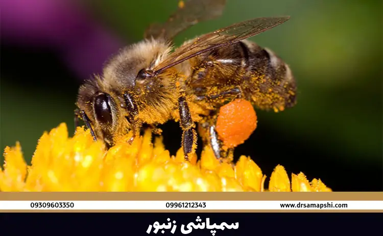 سمپاشی زنبور