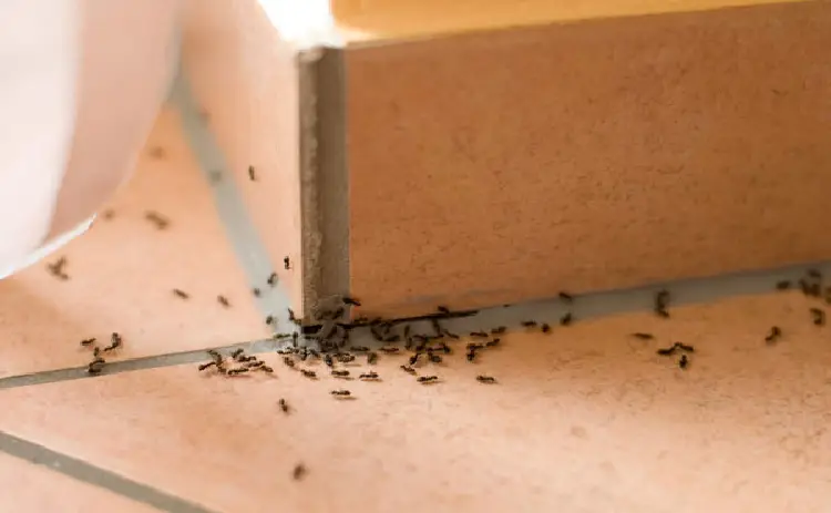 خدمات سمپاشی مورچه