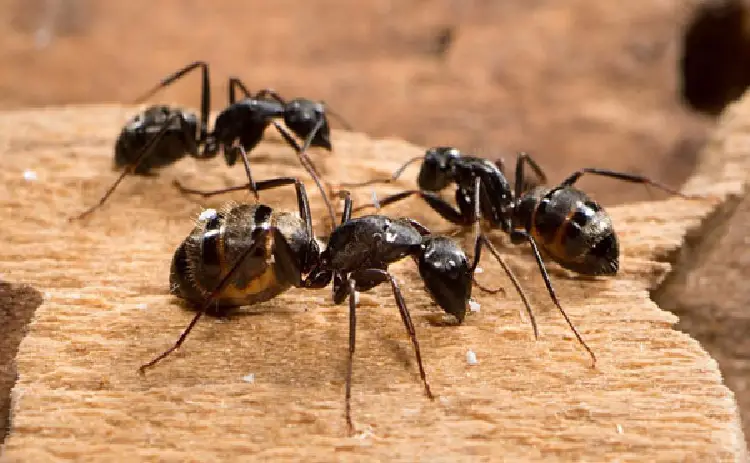 شرکت سمپاشی مورچه