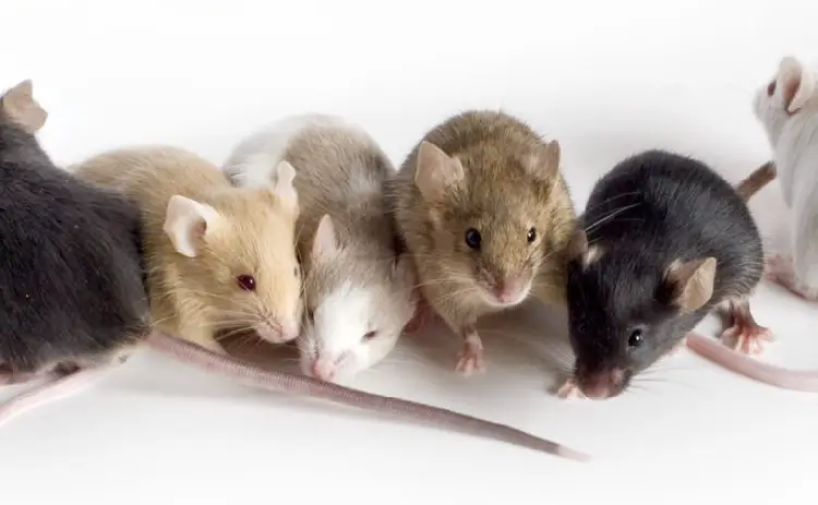 سمپاشی انواع موش