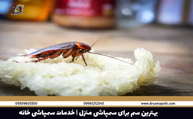 بهترین سم برای سمپاشی منزل